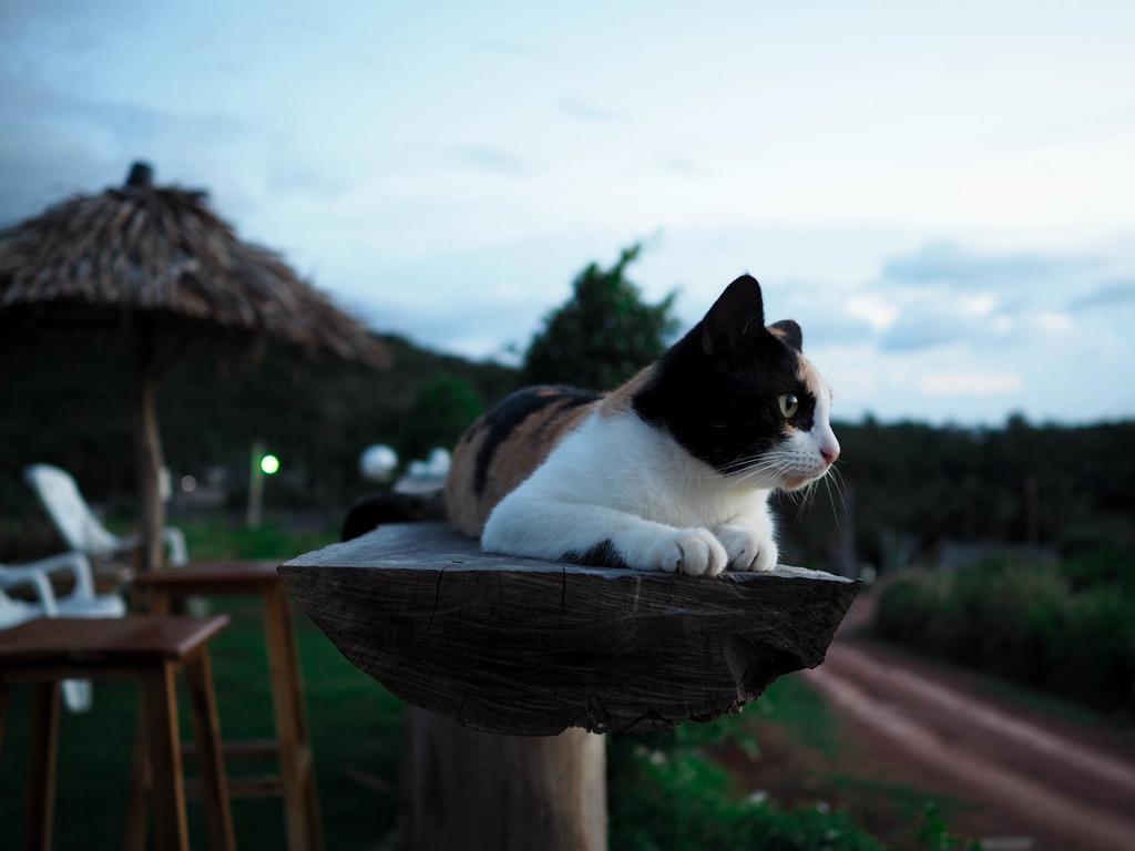 Cat Bungalow Ko Lanta Exterior foto